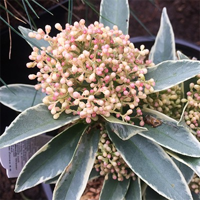 Skimmia japonica 'Magic Marlot'