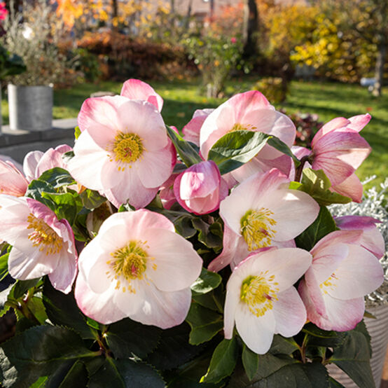 Helleborus 'Lola'