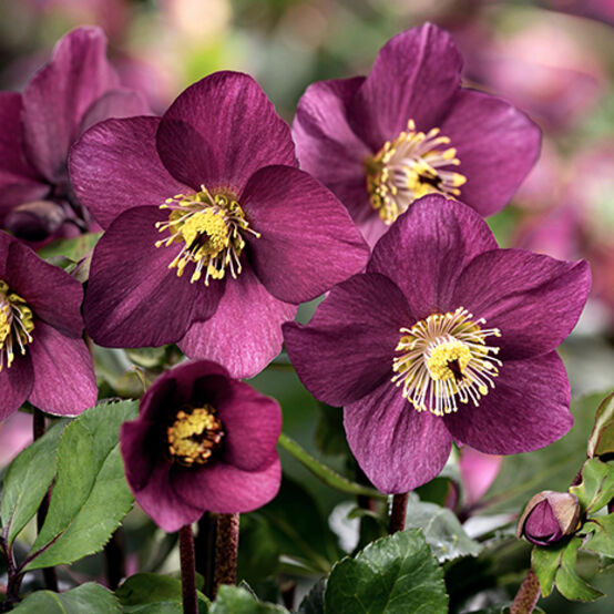 Helleborus 'Winter Ballet Karli'