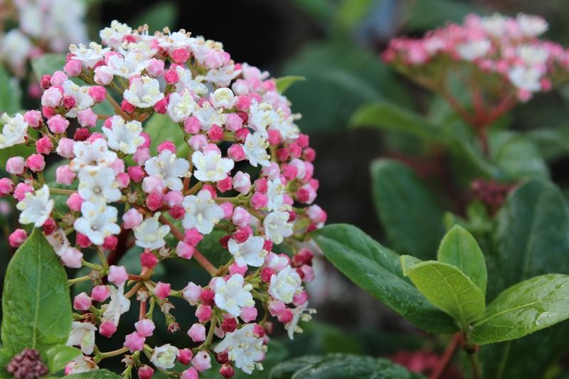 Viburnum tinus 'Gwenllian'