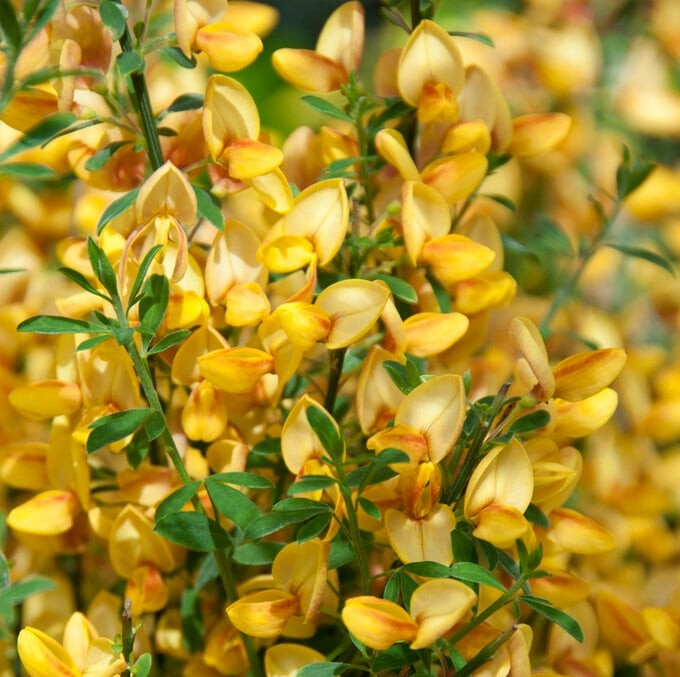 Cytisus x hybrid 'Apricot Gem'