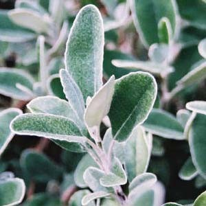Senecio greyii 'Sunshine'