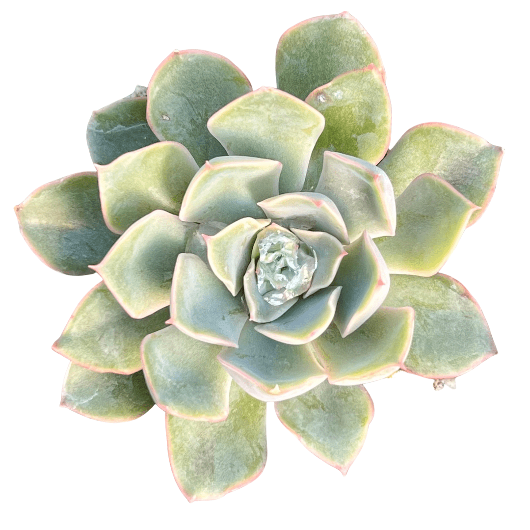 Echeveria hybrida 'Blue Speed'