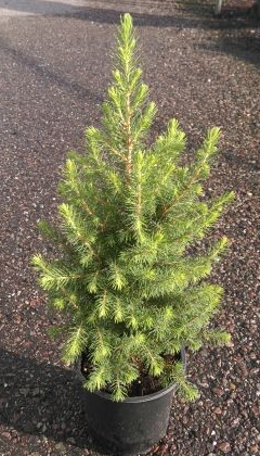Picea glauca 'Kolmschagi'