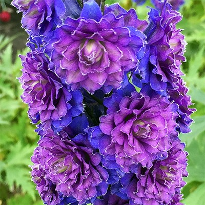 Delphinium 'Highlander Sweet Sensation'