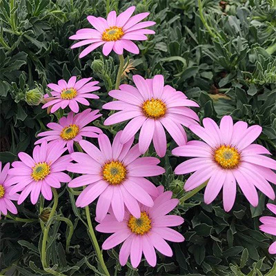 Osteospermum 'Mandy'
