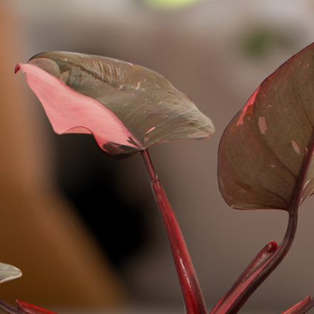 Alocasia 'Pink Princess'