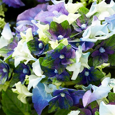 Hydrangea 'Mysterious Blue'