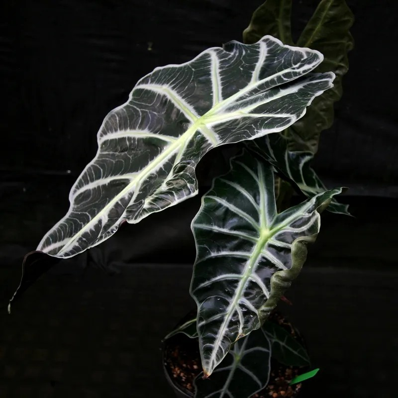 Alocasia 'Mandaley'