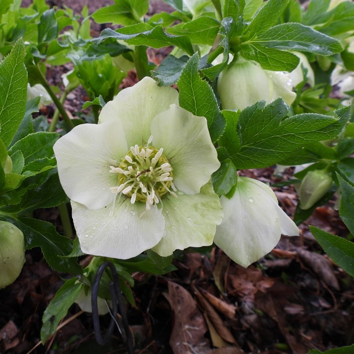 Helleborus orientalis 'White Lady'