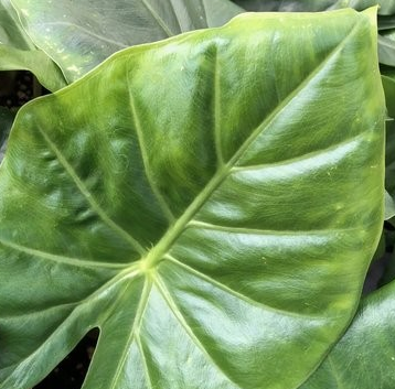 Alocasia 'Kuching Mask'