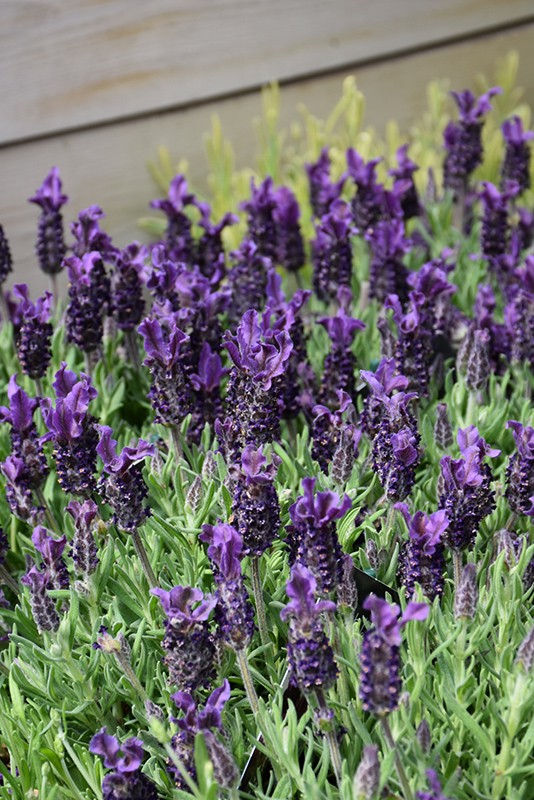 Lavandula stoechas 'Anouk Deep Rose'