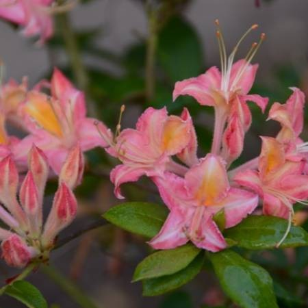 Azalea 'Bouquet de Flore'