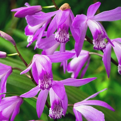 Bletilla striata 'Shi-ran'