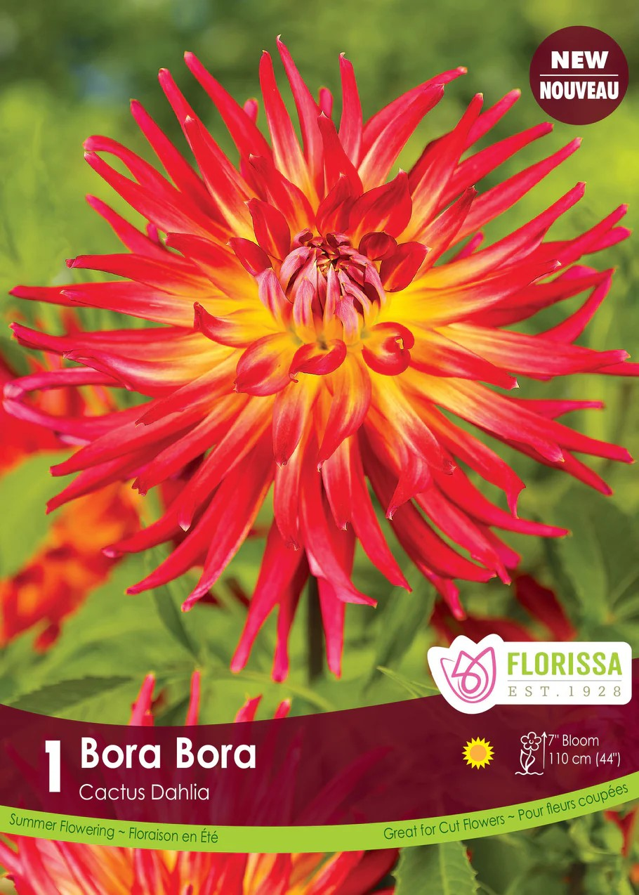 Dalia Fringed Bora Bora