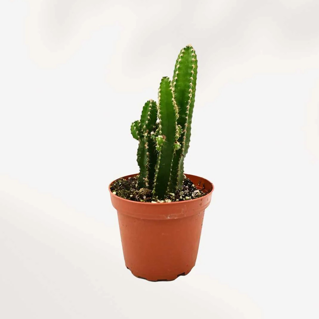 Fairy Castles Cactus