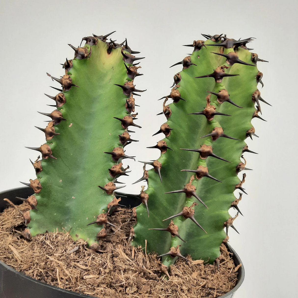 Euphorbia 'Chocolata'