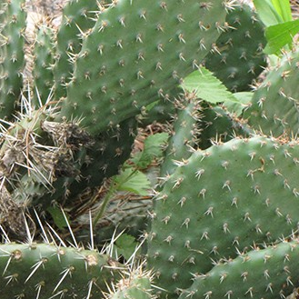 Opuntia 'American Beauty'