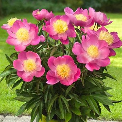 Paeonia lactiflora 'Kiev'