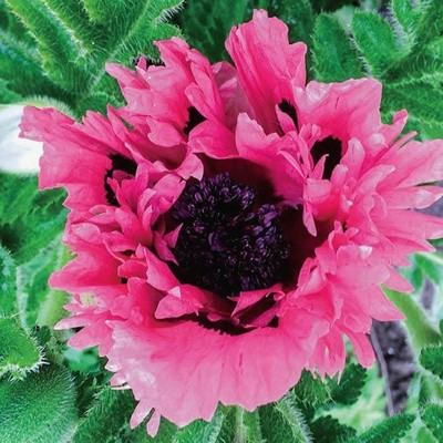 Papaver Orientale 'Pink Perfection'