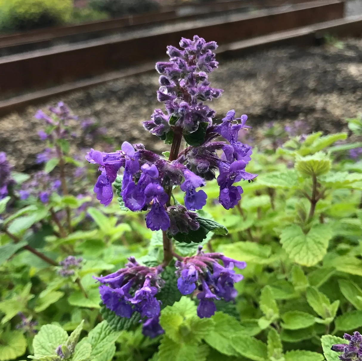 Nepeta 'Nova Blue'
