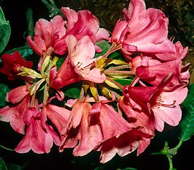 Rhododendron 'Hansel'