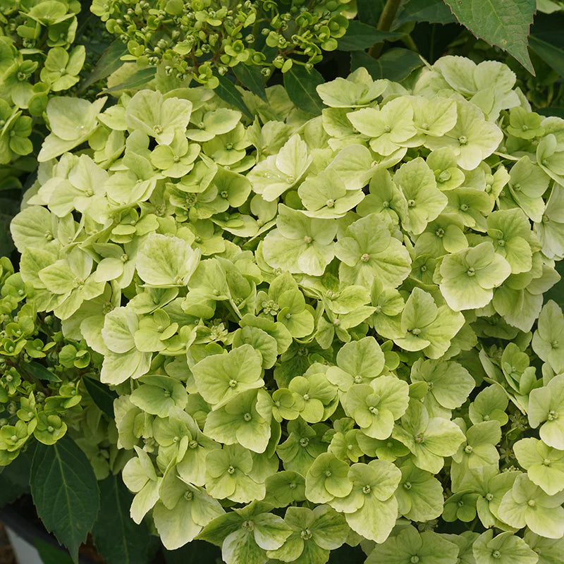 Hydrangea 'Fairytrail Green'