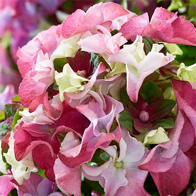 Hydrangea macrophylla 'Mysterious Pink'