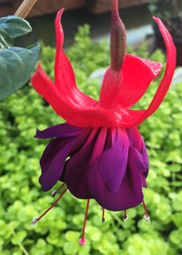 Fuchsia 'Double Otto'