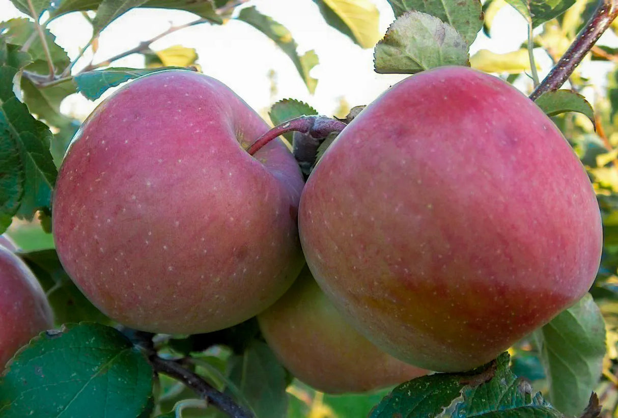 Apple - Malus 'Beni Shogun Fuji'