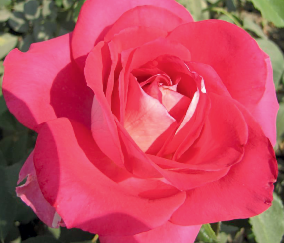 Rosa 'Picture Perfect'