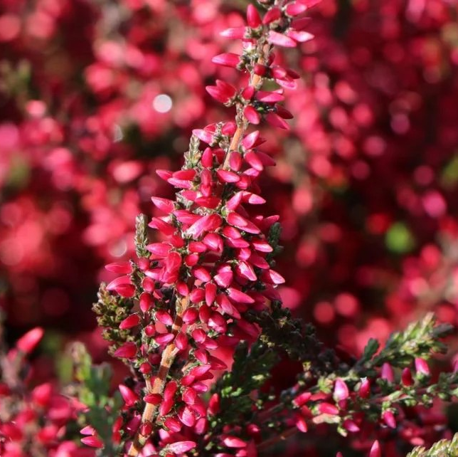 Calluna vulgaris 'Athene'