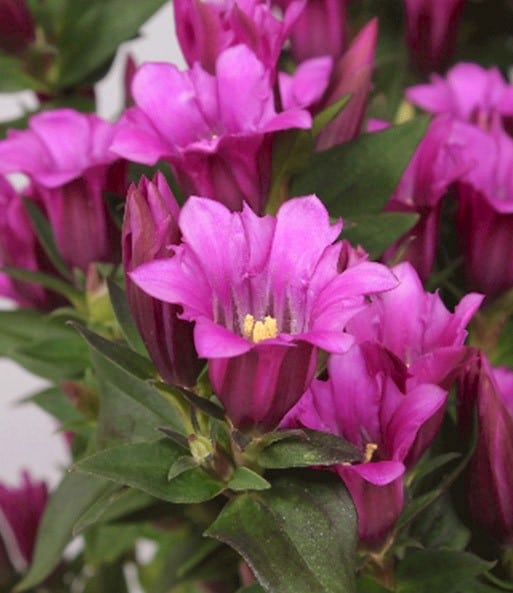 Gentiana 'Little Pinkie'