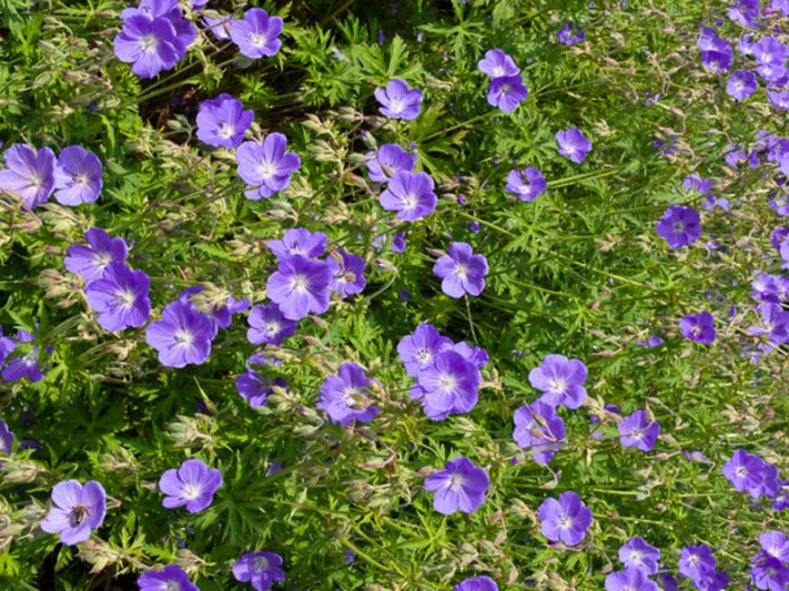 Geranium himalayense
