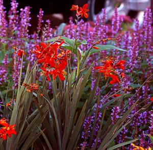 Crocosmia 'Twilight Fairy Crimson'