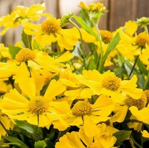 Helenium autumnale 'HayDay Yellow'