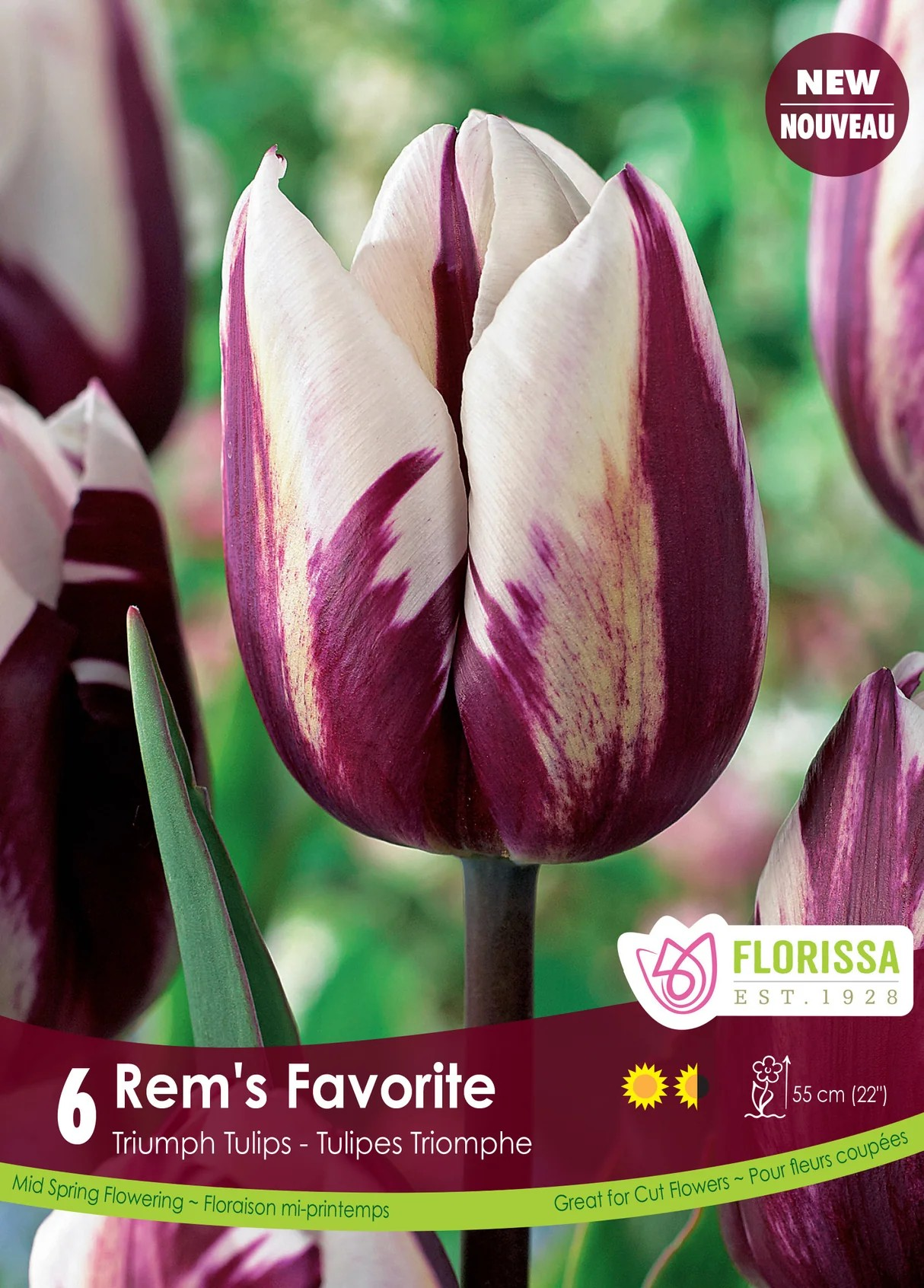 Tulipa Triumph 'Rem's Favorite'