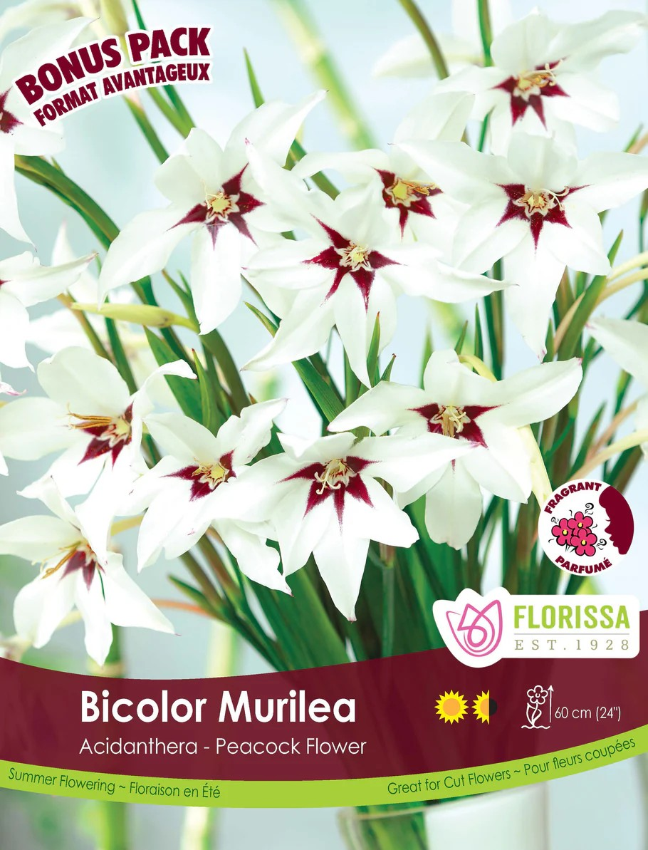 Acidanthera 'Bicolor Murilea'