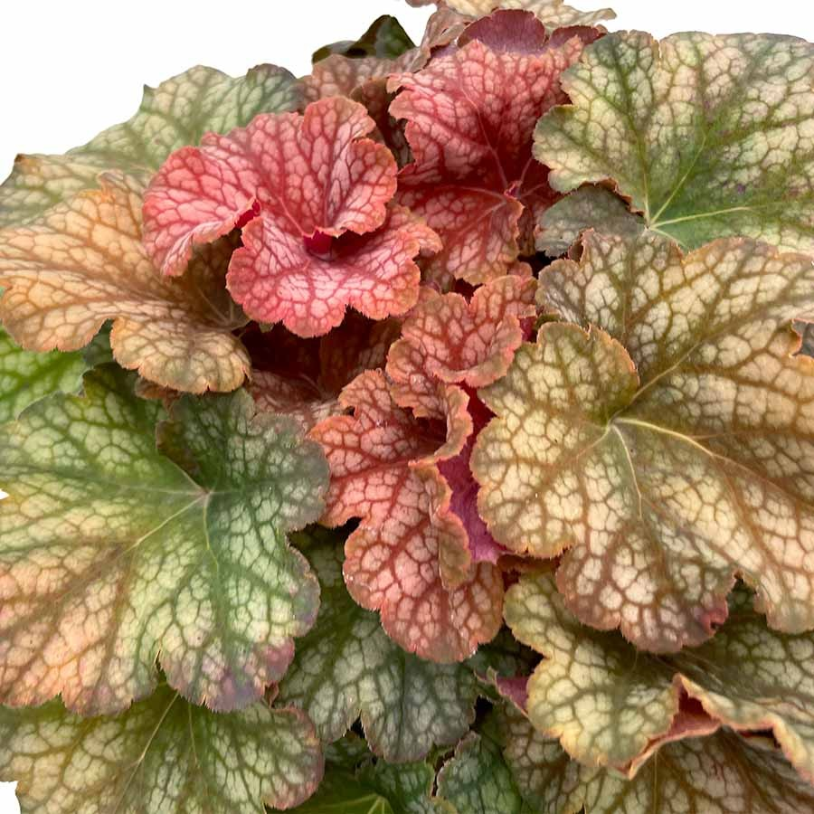 Heuchera 'Changling'