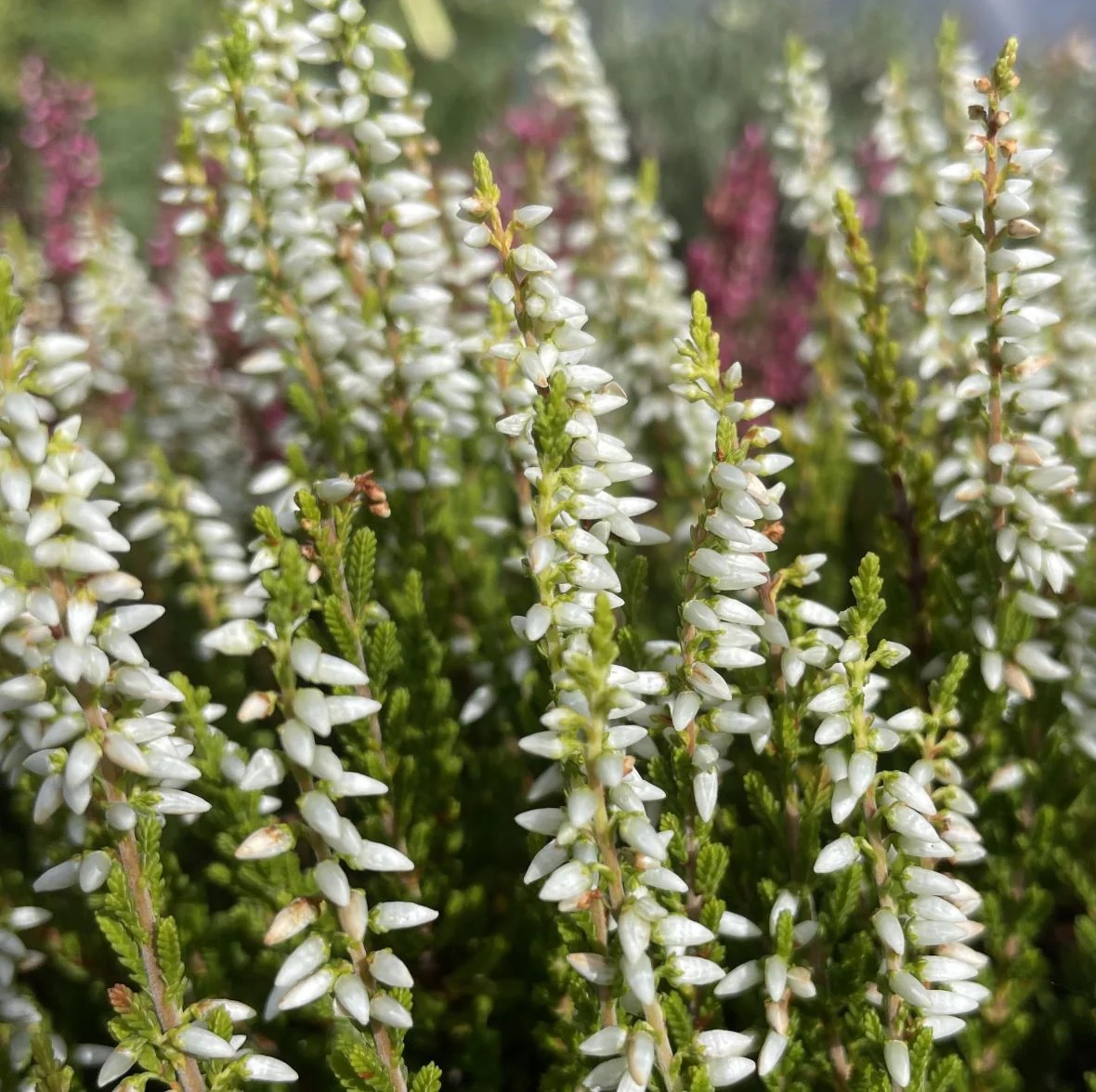 Calluna vulgaris 'Alicia'
