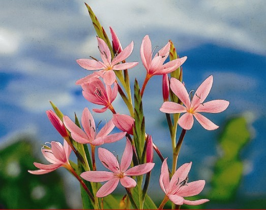 Schizostylis 'Pink'