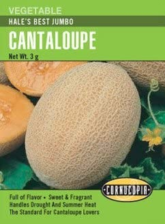 Cantaloupe - Cantaloupe Hale's Best Jumbo