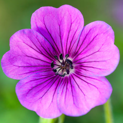 Geranium 'Hexam Velvet'