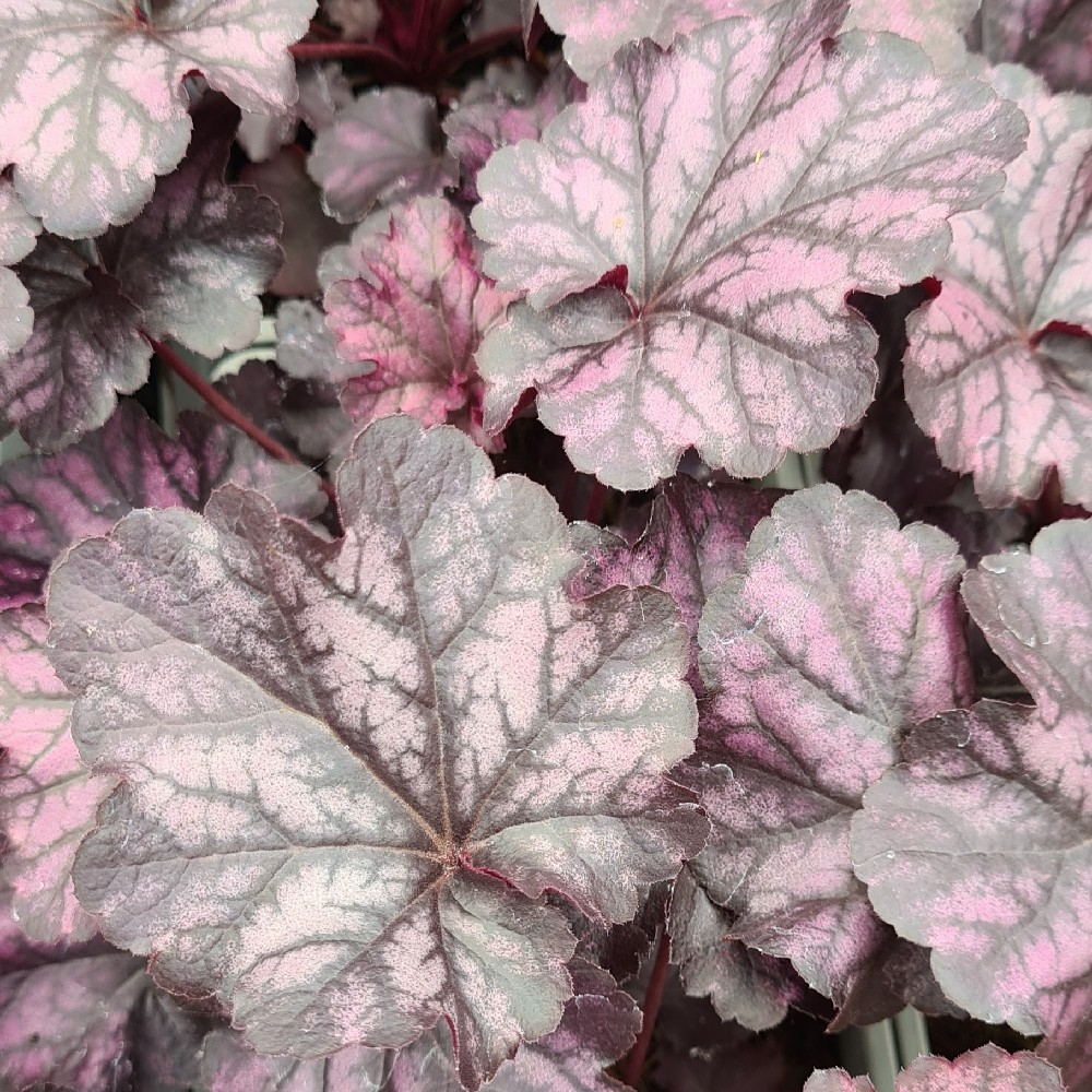 Heuchera 'Mulberry'
