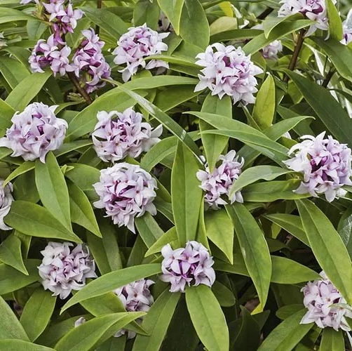 Daphne odara 'Perfume Princess'
