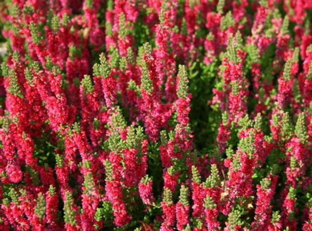Calluna vulgaris 'Dark Beauty'