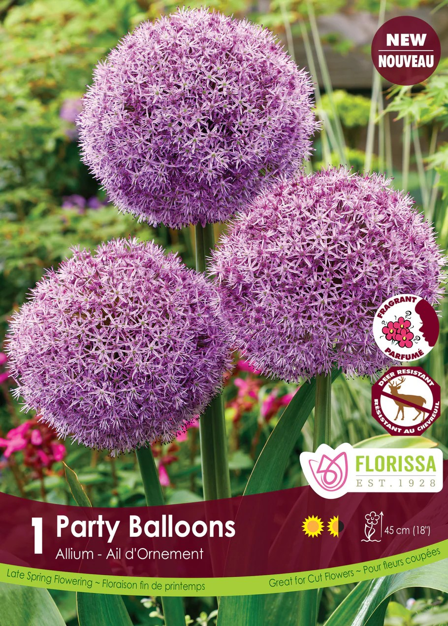 Allium 'Party Balloons'