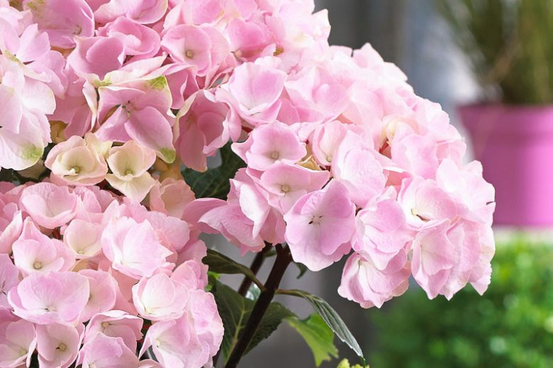 Hydrangea macrophylla 'Onyx Flamingo'
