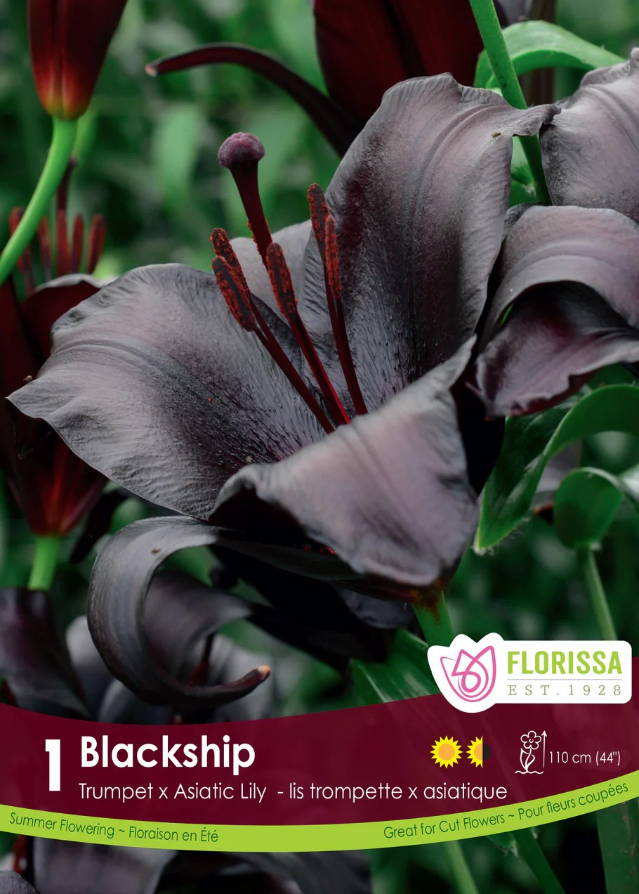 Lilium 'Blackship'