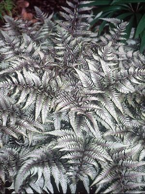 Athyrium japonica 'Mettallicum'